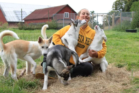 Alaskan Huskeys Vännäs