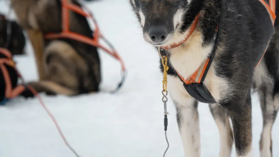 Happy Paws Adventure & Training