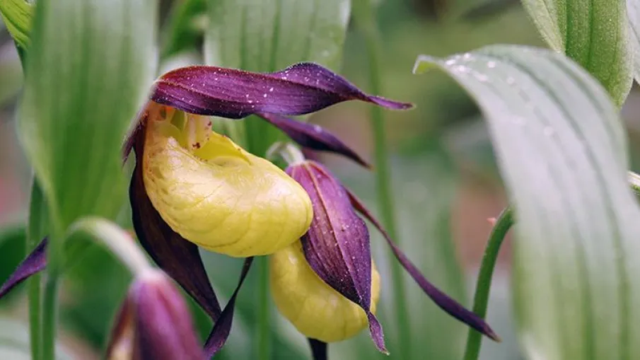 Orrböle naturreservat