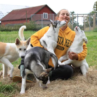 Alaskan Huskeys Vännäs